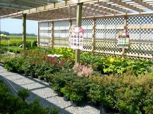 Country Living Produce, Millsboro, DE