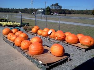 Country Living Produce, Millsboro, DE