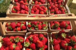 Country Living Produce, Millsboro, DE