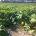 Country Living Produce, Millsboro, DE