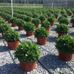 Country Living Produce, Millsboro, DE