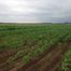 Country Living Produce, Millsboro, DE