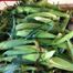 Country Living Produce, Millsboro, DE