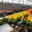 Country Living Produce, Millsboro, DE