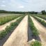 Country Living Produce, Millsboro, DE
