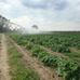 Country Living Produce, Millsboro, DE