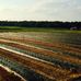 Country Living Produce, Millsboro, DE