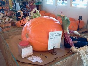 Country Living Produce, Millsboro, DE